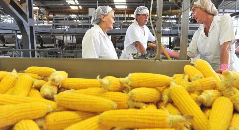 Indiai kézbe kerülhet a balmazújvárosi konzervgyár, itt vannak a részletek!
