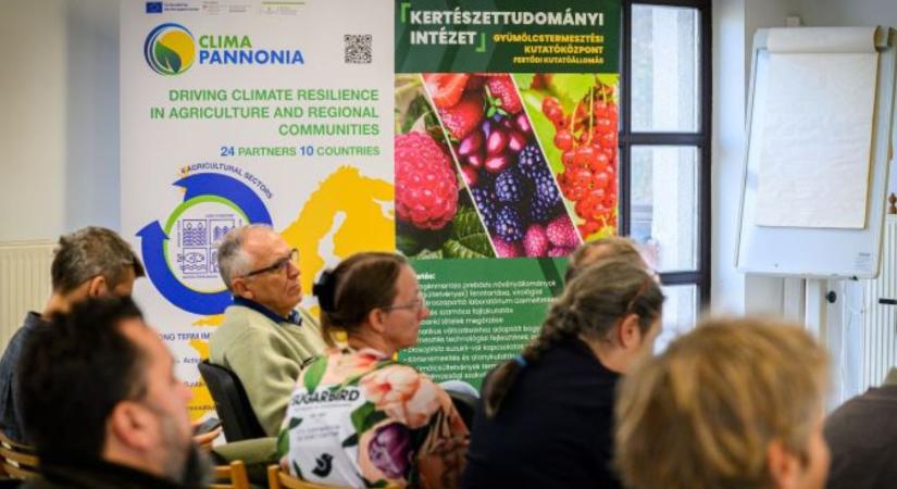 Újjászülethet a hazai bogyósgyümölcs-termesztés!