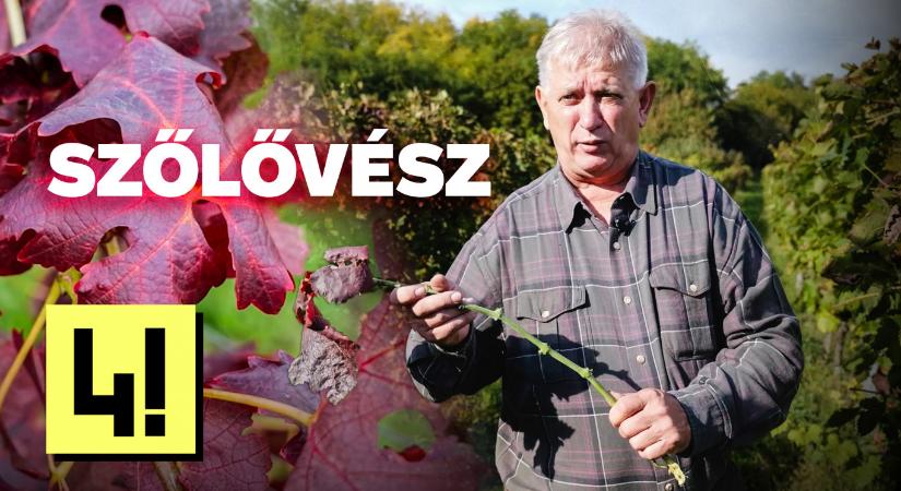 „A 3-4 ezer forintos borok mind eltűnhetnek piacról emiatt”