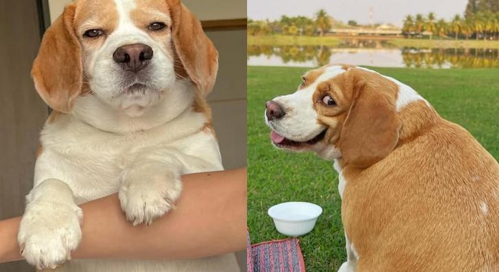 Ez a beagle most az Instagram sztárja