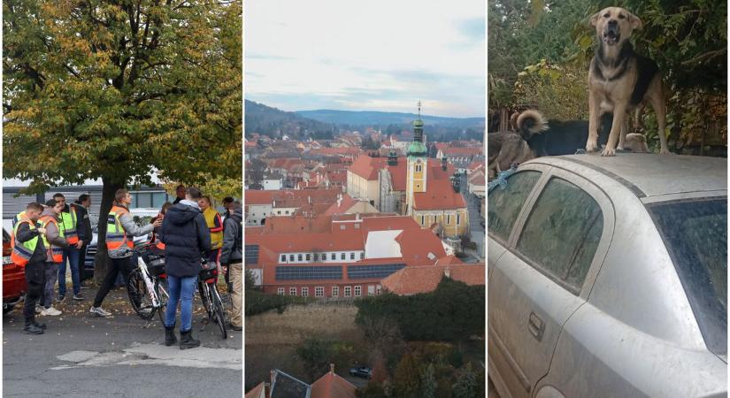 Sikertelen kutatás, rablások Kőszegen és állatok mentetettek