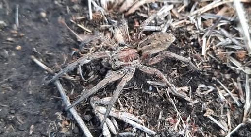 Tudtad, hogy a rémisztő szongáriai cselőpókkal hazánkban is összefuthatsz?