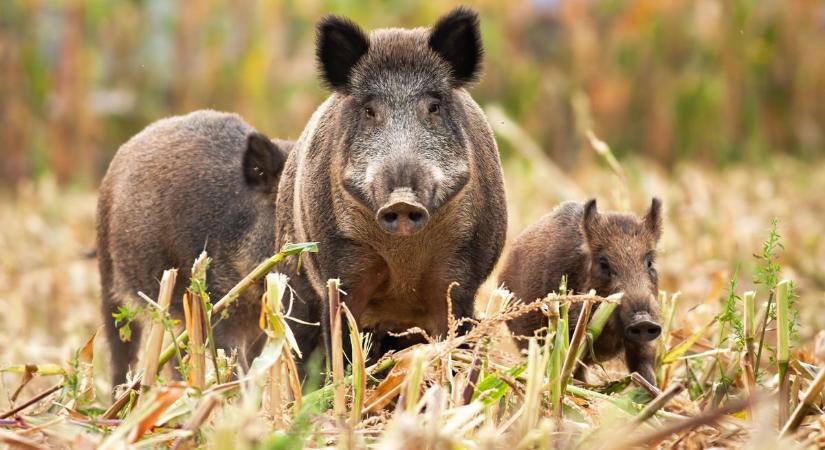 Állati károk! Vaddisznók túrják a zalai földeket – csak a szervezett vadászat a megoldás?