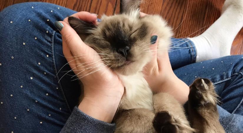 Videón a világ legszebb macskája: különleges arcával hódít