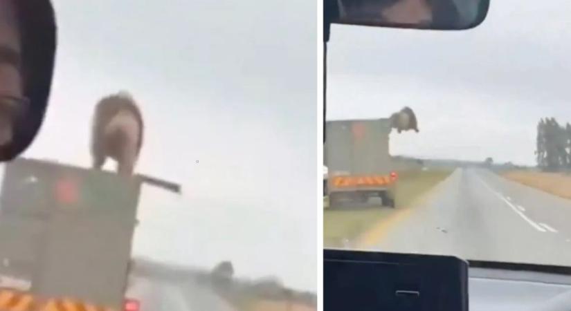 Videón a szállítás közben kiszabaduló és több kilométeren át a pótkocsi tetején szörföző hatalmas oroszlán