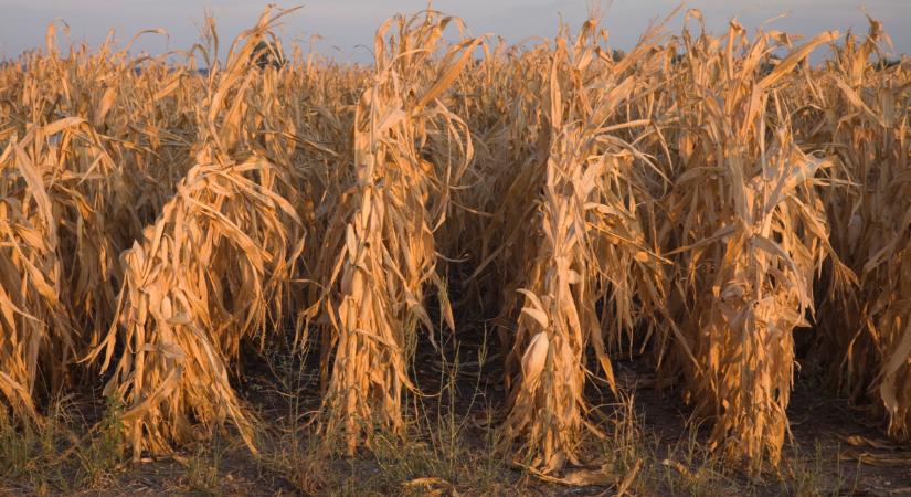 Riasztó előrejelzés jött az időjárásról: súlyos gond fenyegeti Magyarországot