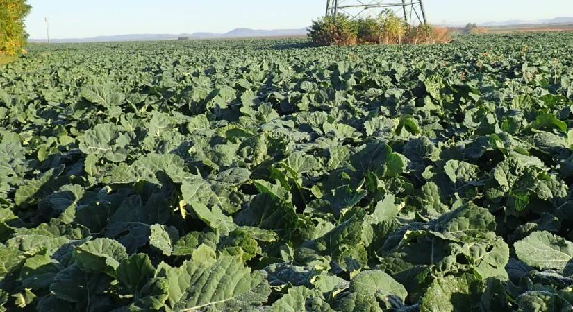 A nagyra nőtt repcék problémái: mikor lépjünk közbe?