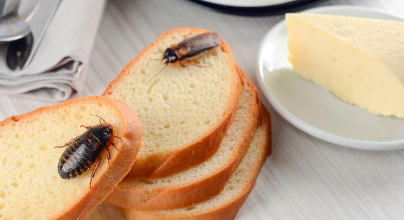 Csótányoktól hemzsegő pékség, egy vetkőző sztár és titokzatos égi jelenség – mindez Fejérből