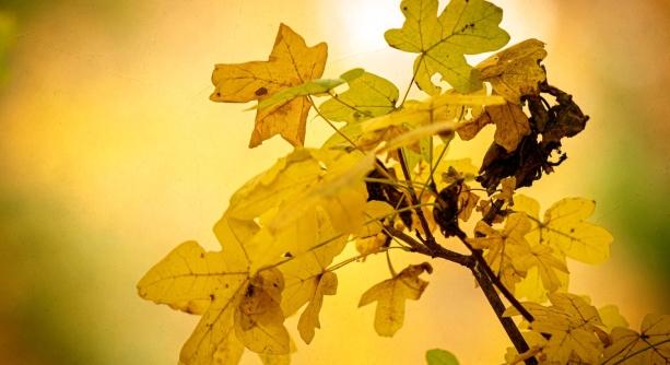 Szeles kezdet után masszív melegedés várható