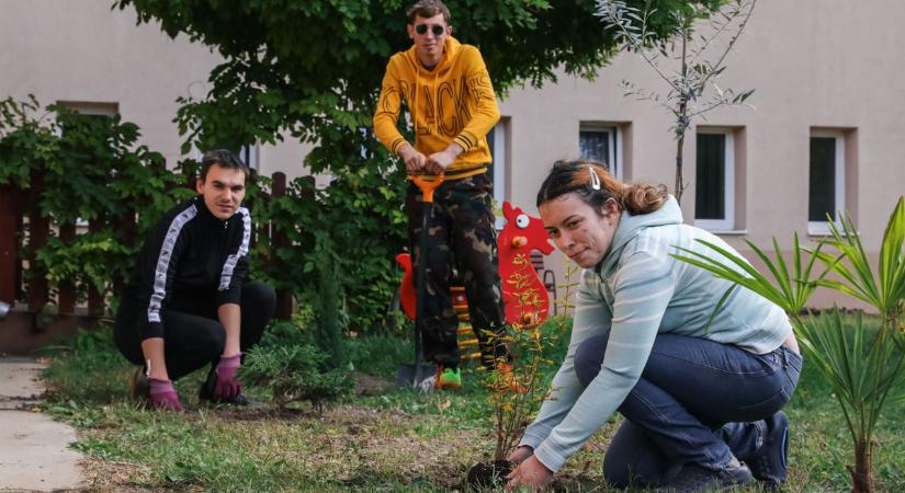 Különleges növények csalnak mosolyt a győri bárczisok arcára - fotók