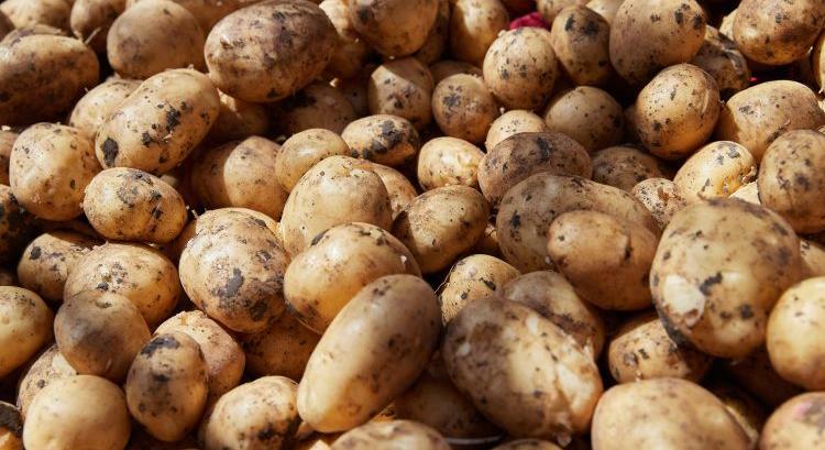 Lengyelország fuldoklik a burgonyatermésben