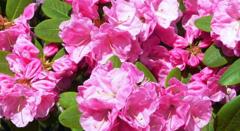 Fás szárú növények, amelyek rosszul viselik az őszi ültetést