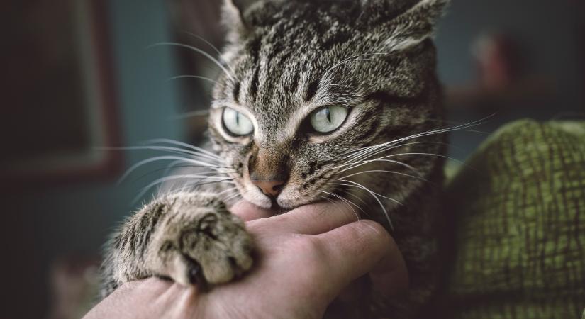 Veszett macska harapott meg egy nőt Törökországban: ennek köszönheti az életét