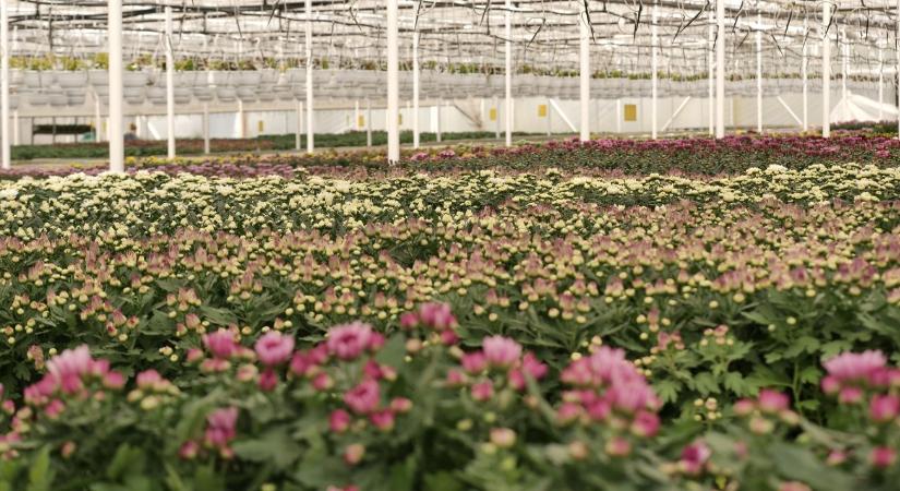 Cserepes vagy vágott? Vajon lesz elegendő krizantém mindkét fajtából?