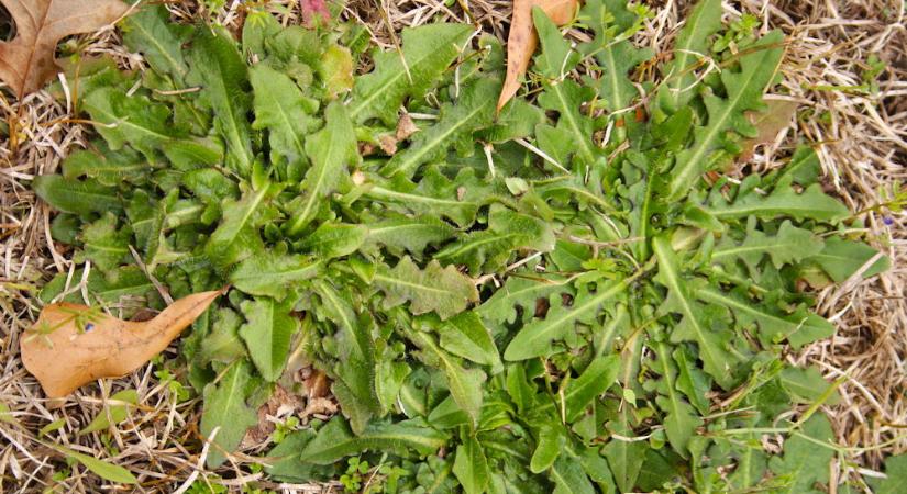 A gaz nem ellenség – csak túl jó helyen nő