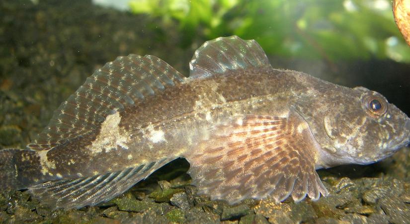 A botos kölönte jelenléte és a halványfoltú küllők magas száma jelzi, hogy van élet a Dunában