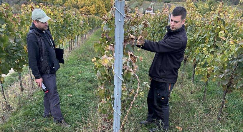 Versenyt futnak az idővel – a szőlővész önszerveződésre kényszeríti a gazdákat
