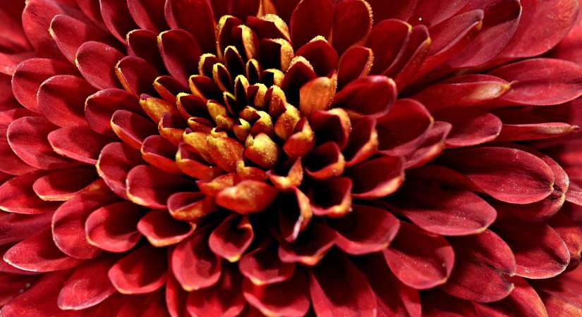 Készen áll a hazai dísznövénykertészet, van elég krizantém itthon