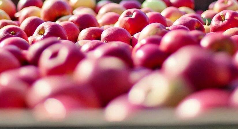 Alma a fagyasztóban? Így lesz tökéletes a végeredmény