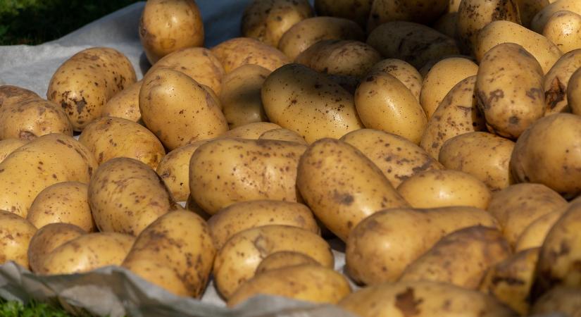 Nagy segítséget jelenthet a jövőben az önjáró válogatógép