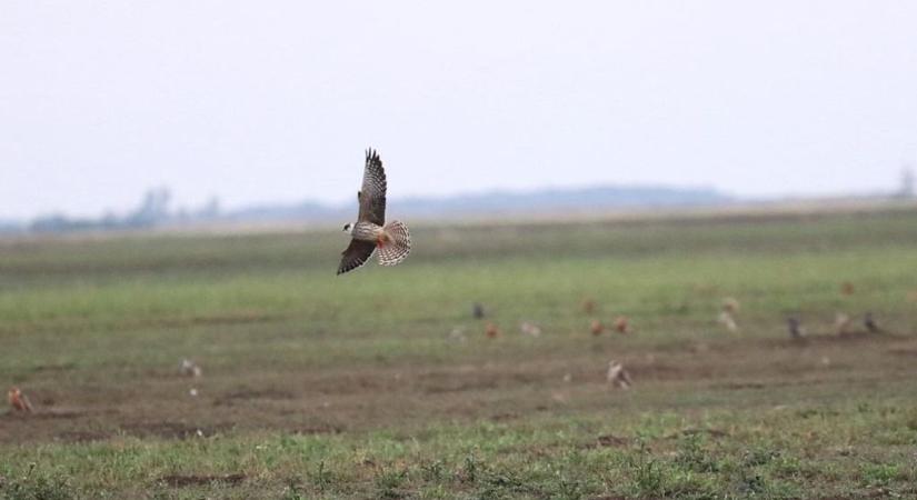 Kék vércsék esti gyülekezése a Hortobágyon