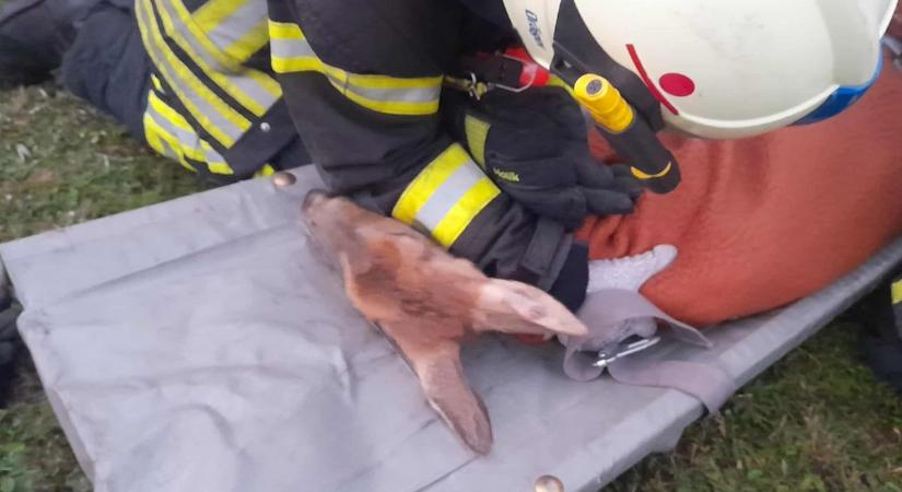 Állatmentő "hadművelet" a börcsi önkéntes tűzoltóktól, őzikét mentettek a lánglovagok - fotók