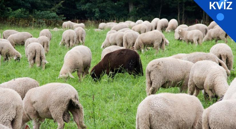 KVÍZ: Aki szelet vet... 10 közmondásnak keressük a folytatását