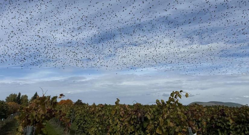 Növényvédelmi előrejelzés: Pocok és seregély invázió!
