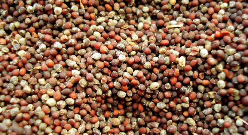 Így tárolja a virágmagokat, hogy tavasszal mindet elültethesse