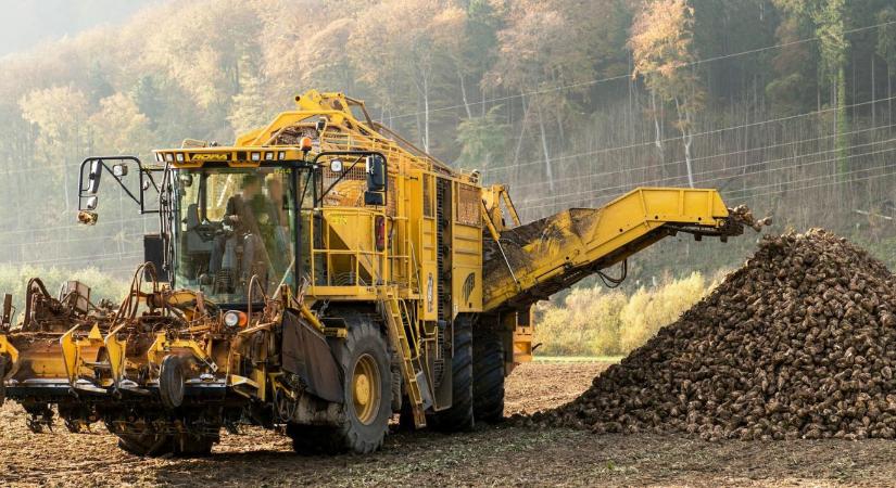 A magyar cukorrépa története – egy iparág felemelkedése, hanyatlása és újrakezdési esélye