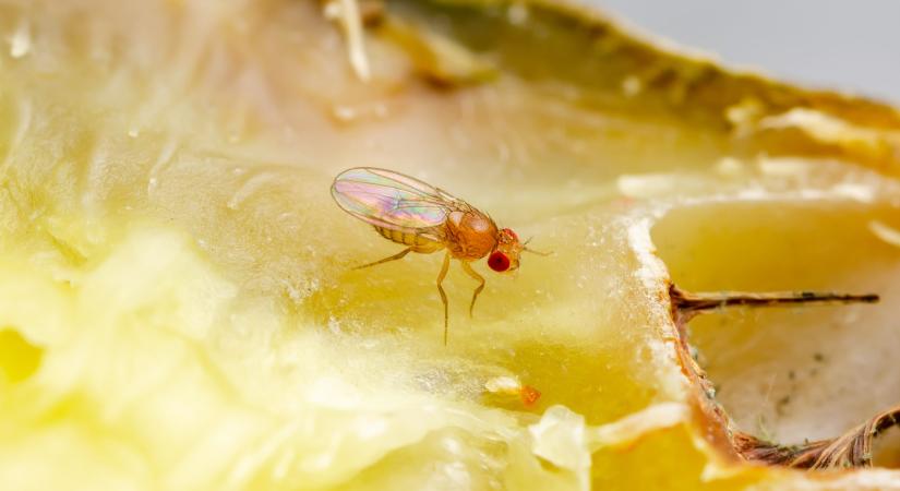 Muslicák a konyhában? Ezzel a trükkel végleg száműzheted őket!