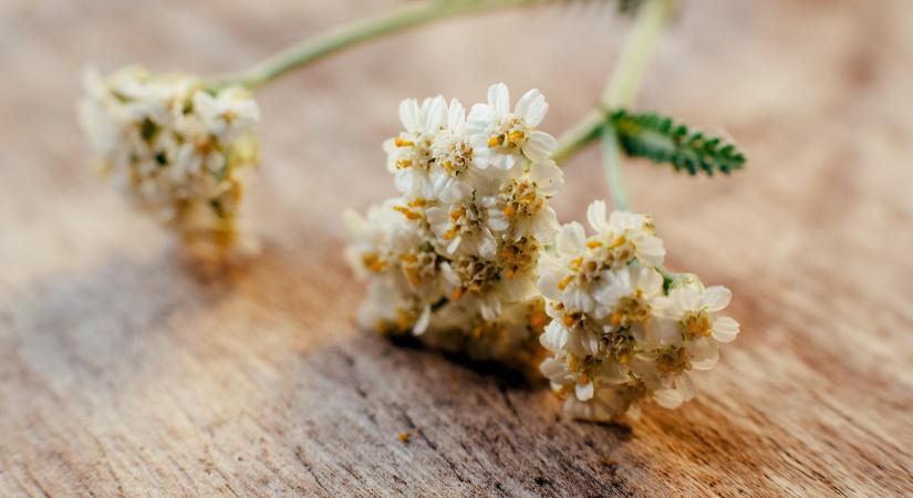 Védett növényeink