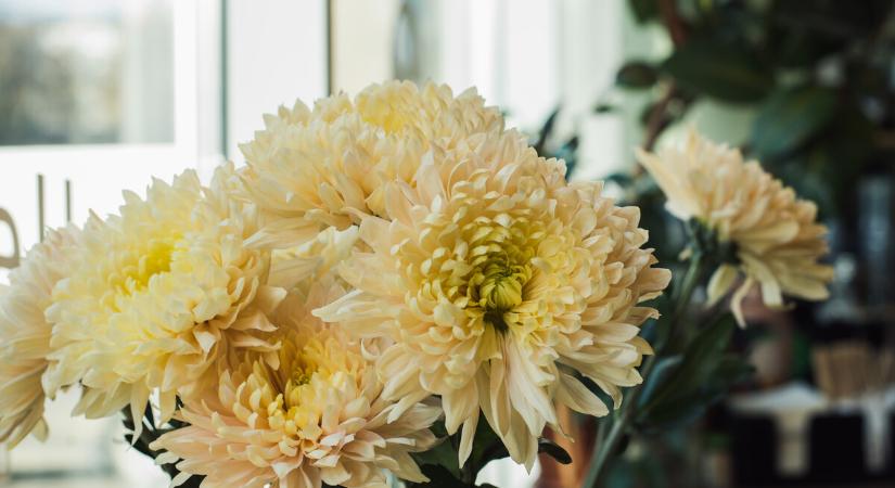 Agrárkamara: az idén kevesebb a krizantém