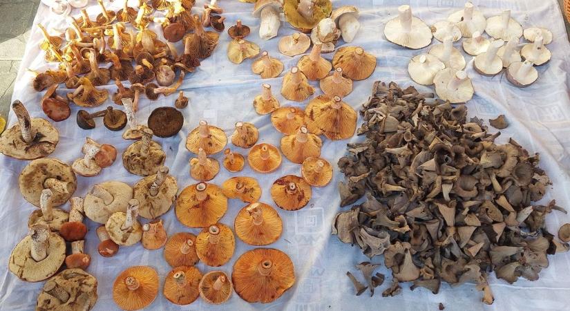 Bakonyi gomba – A legjobb lelőhelyeket, a biztos siker titkát mutatjuk
