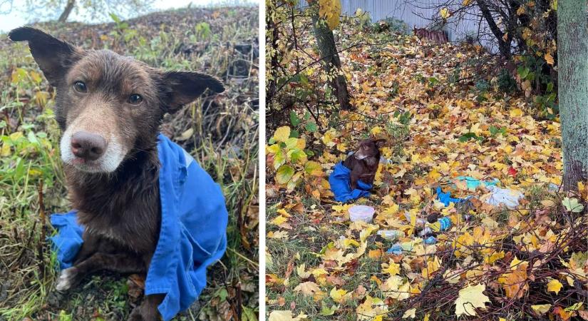 Állatkínzás miatt nyomoznak Munkácson