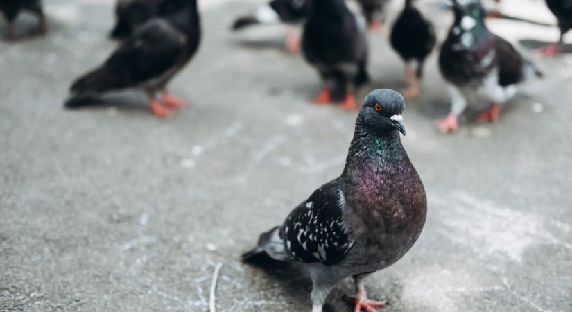 Megelégelték az inváziót, kiparterolják a galambokat a vidéki városból: már több százat befogtak