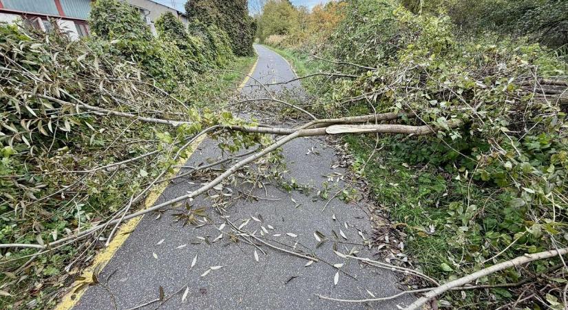 Fát döntöttek a bicikliútra a lapátfogú pataklakók Egerben  fotók