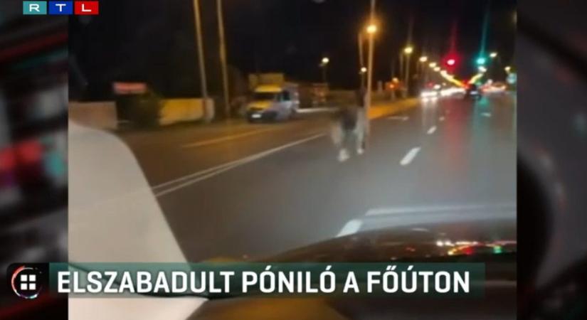 Báró elszabadult: egy póniló vágtázott az autók között a nyíregyházi főúton