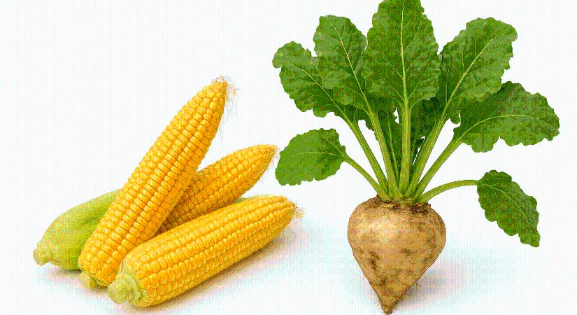 NAK: csökkent a kukorica és a cukorrépa termésátlaga a szárazság miatt Tolna vármegyében