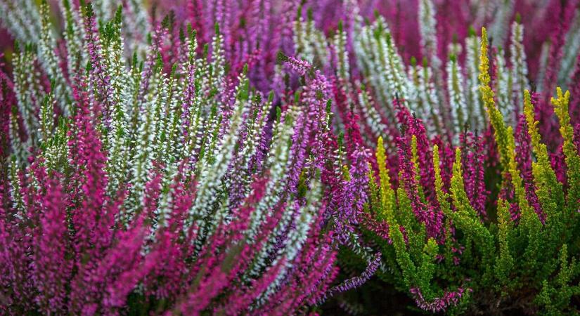 Mi a különbség a csarab és a hanga között?