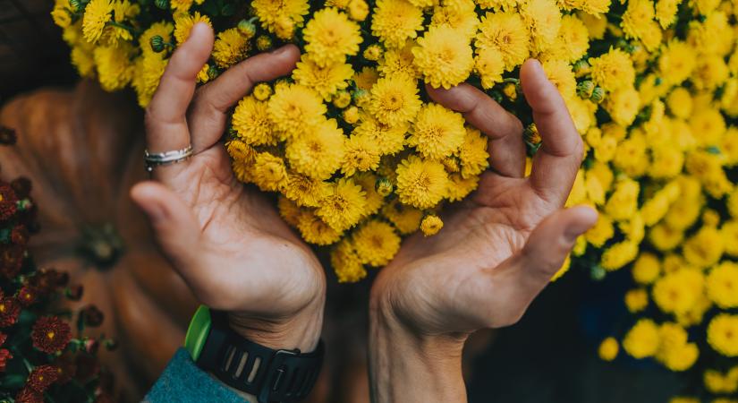 Mindenszentek 2025: krizantém árkörkép – ennyibe kerülnek idén a virágok és koszorúk