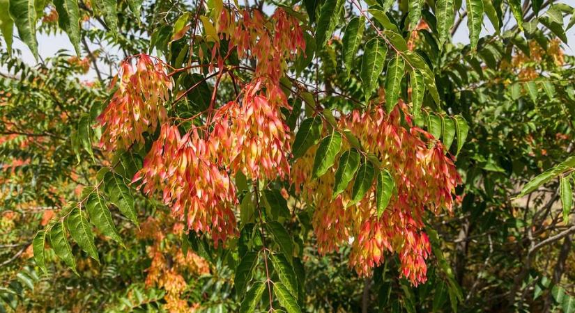 Inváziós növények, melyeket kiskertbe sem szabad ültetni