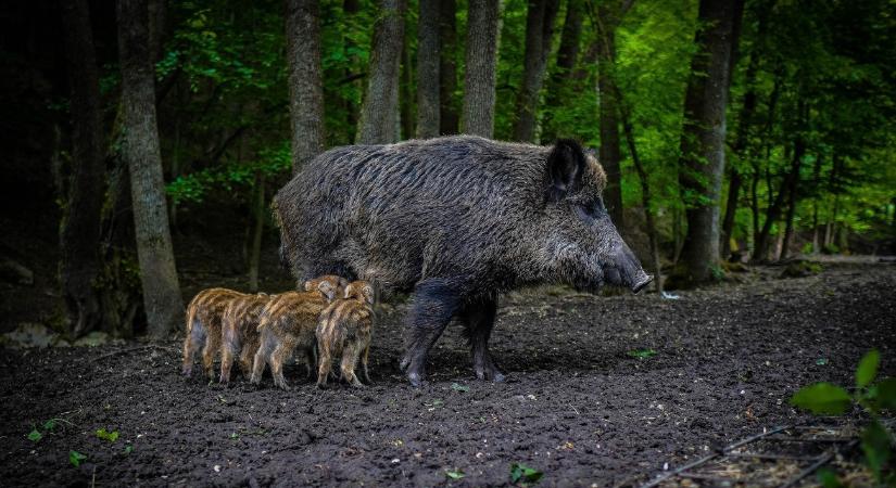 Ismét támadnak a vaddisznók, hatalmasak a károk