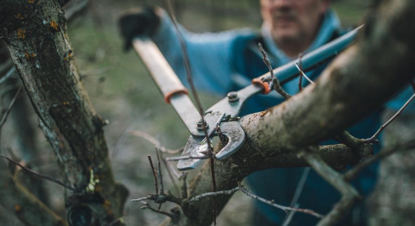 Már a gyümölcsfákat sem lehet úgy metszeni mint régen: jön az új módszer