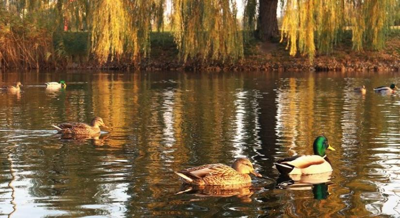 Napos, kellemes őszi idő várható