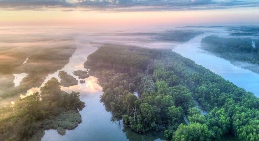 Látványos légi felvételen mutatjuk, így vonulnak a szarvasok a Szigetközben