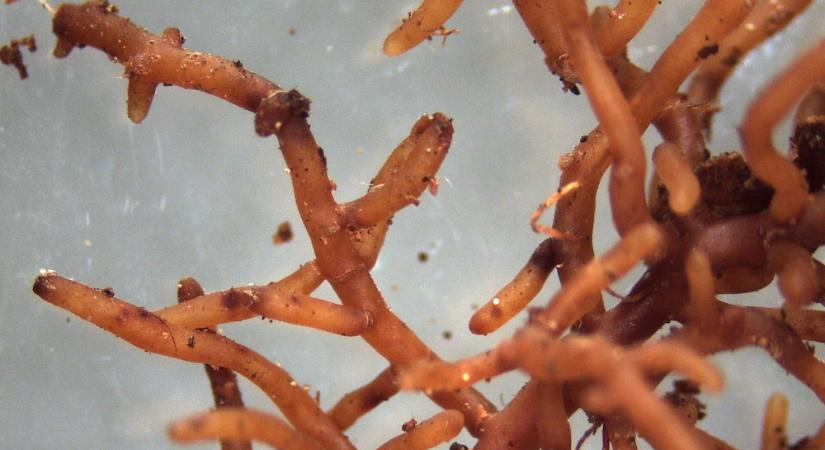 A gomba nem a kert végzete – hanem a föld alatti kertész