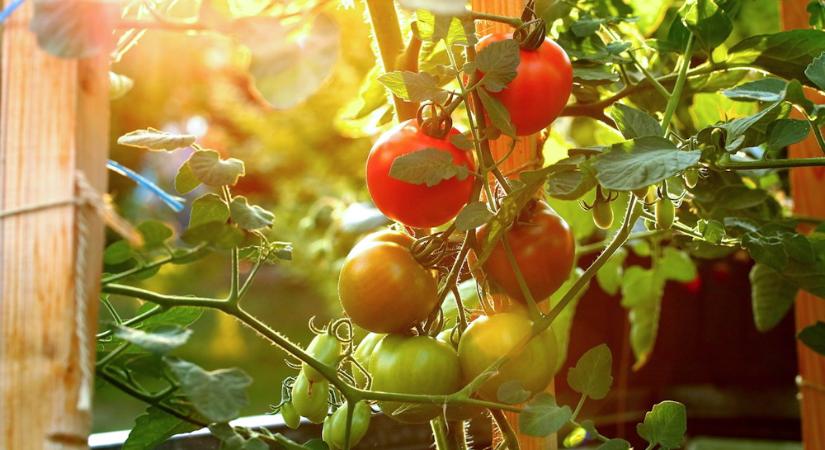 A növények is stresszelnek – csak ők nem posztolnak róla