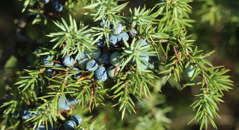 Boróka: a kert illatos őre nemcsak szép, de hasznos is