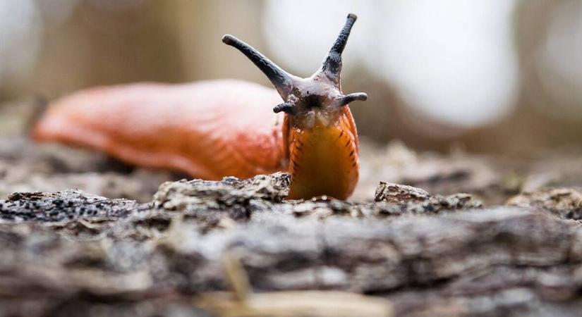 Miért kell MOST foglalkozni a csigatojásokkal a kertben?